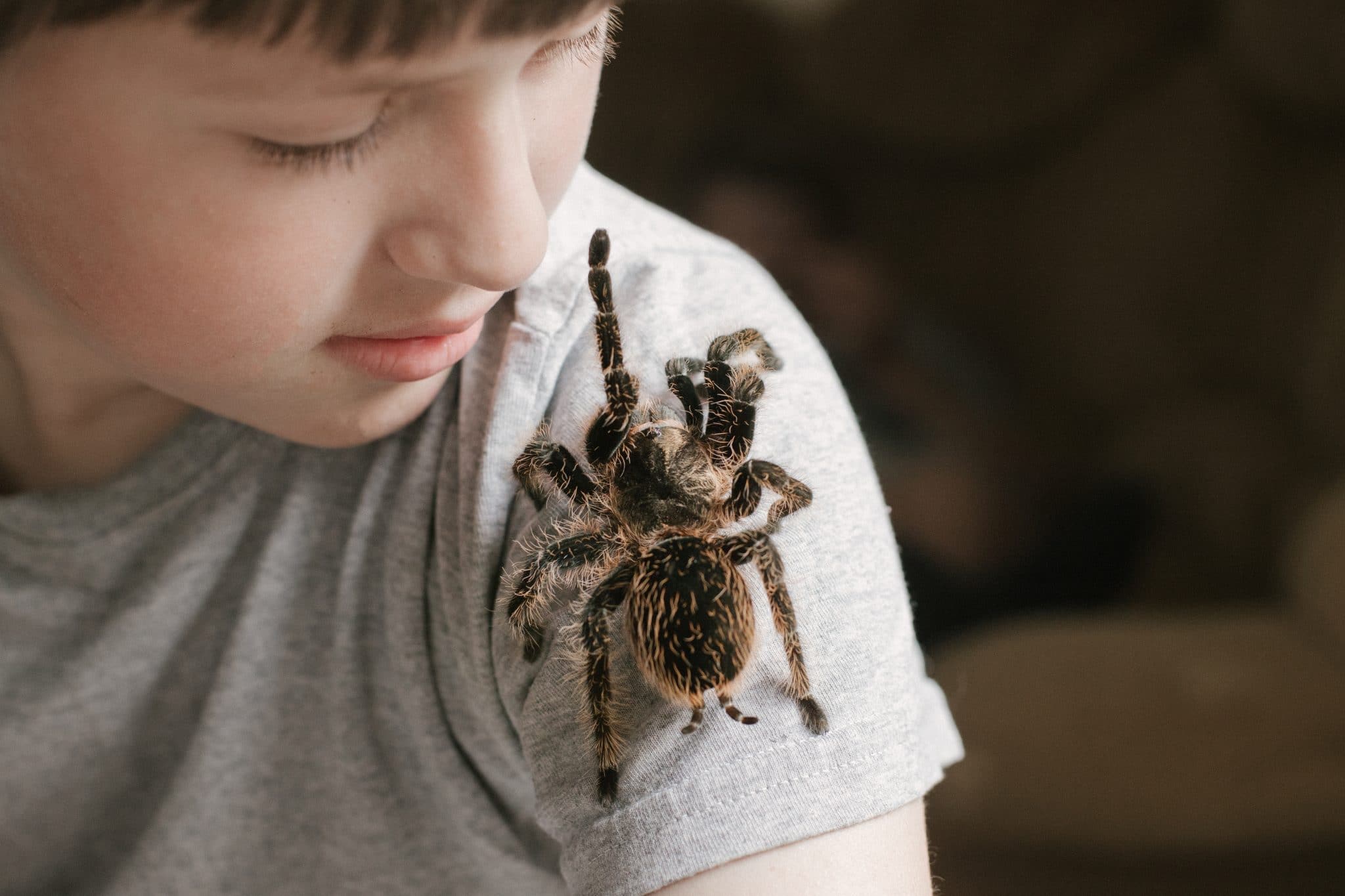 what-spiders-make-the-best-pets-pethealth4you