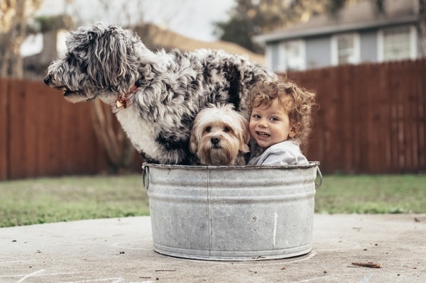 What You Should Know Before Adopting A Dog - PetHealth4You.com