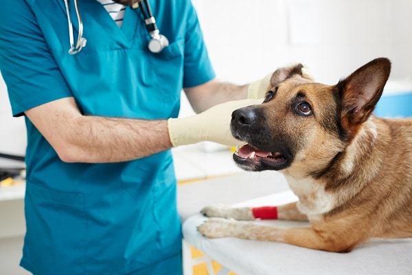Common Health Problems In Dogs - PetHealth4You.com
