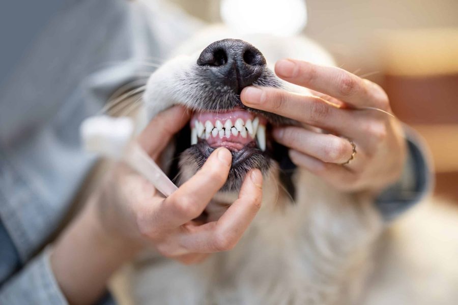 Pets Teeth