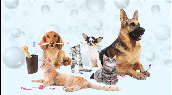 Dog And Cat Dental Care