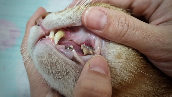 Dog And Cat Dental Care
