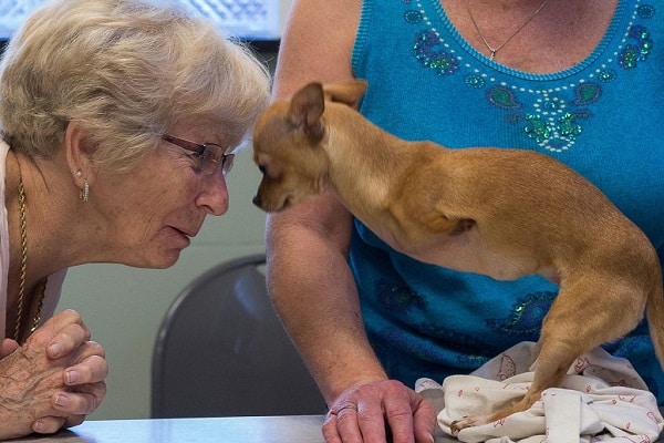 Special Needs Pets: Caring For Animals With Disabilities