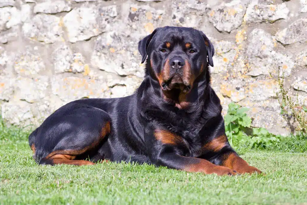 The World's Largest Dog Breeds