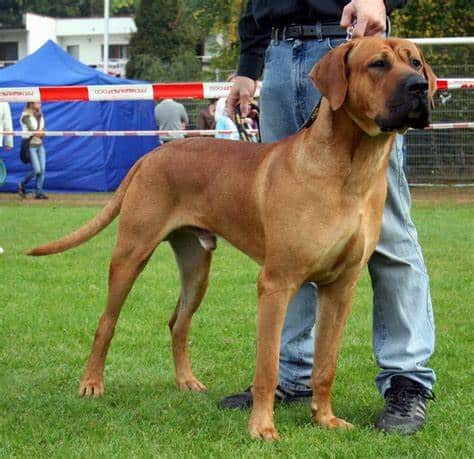 The World's Largest Dog Breeds