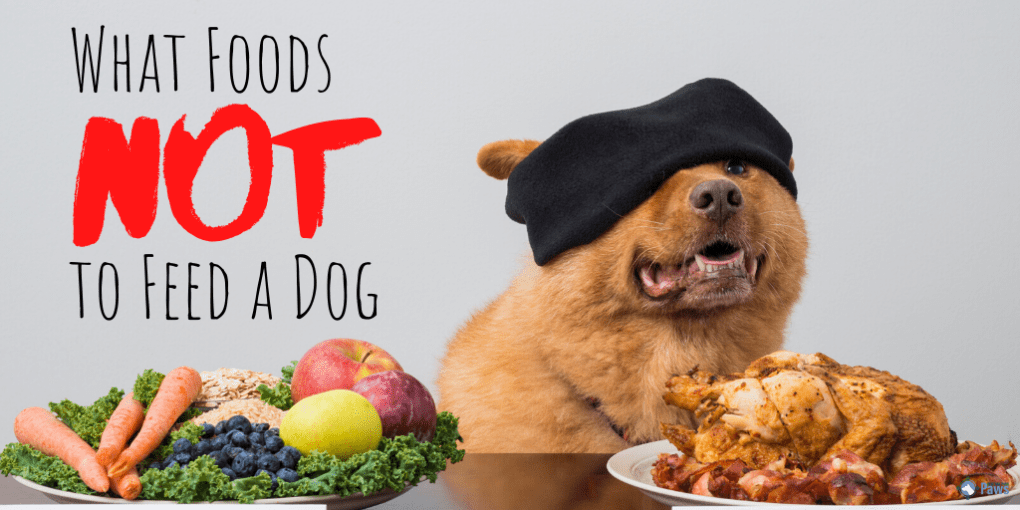 The Canine Kitchen: Homemade Dog Food Recipes