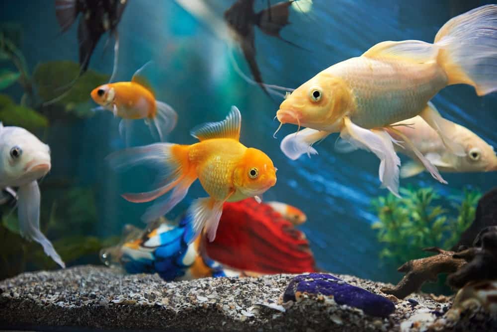 Aquarium Care Made Easy: Maintaining a Happy and Healthy Fish Tank