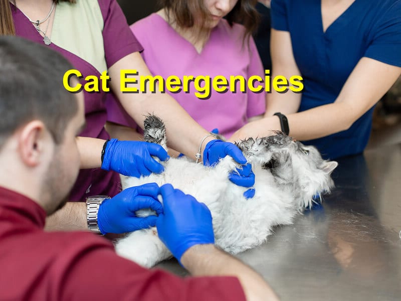 Understanding And Caring For Your Cat's Needs