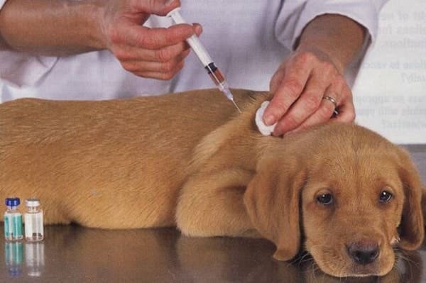 Pet Health Essentials: Preventive Care and Common Health Issues