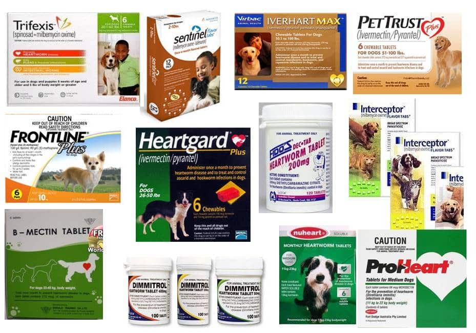 Pet Health Essentials: Preventive Care and Common Health Issues