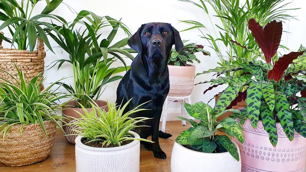 Pet-Friendly Home Makeovers: Creating a Safe and Comfortable Space