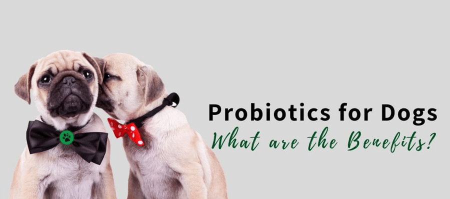 The Benefits Of Probiotics In Your Dog's Diet
