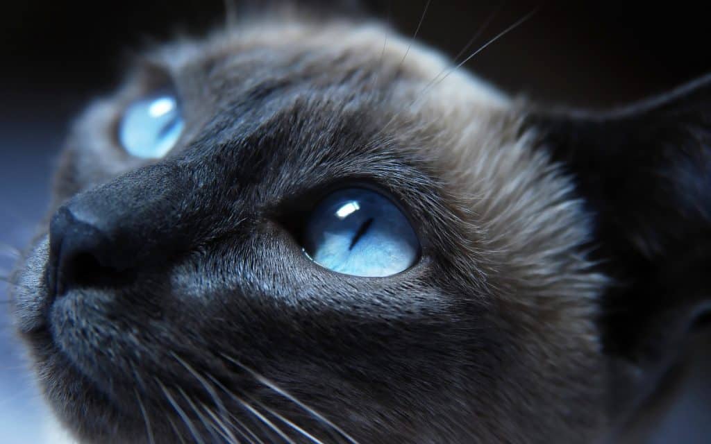 The World Through Their Eyes: Cat Behavior Decoded