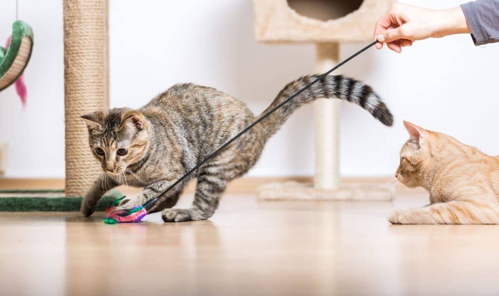 Understanding And Caring For Your Cat's Needs