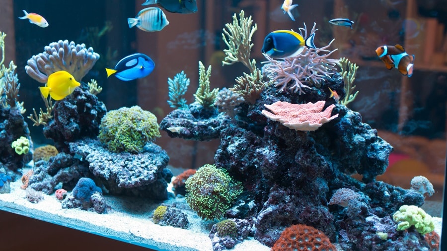 Aquarium Care Made Easy: Maintaining a Happy and Healthy Fish Tank