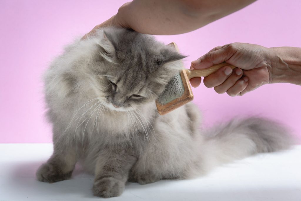 Genius Hacks to Prevent Your Longhaired Cat's Fur from Matting