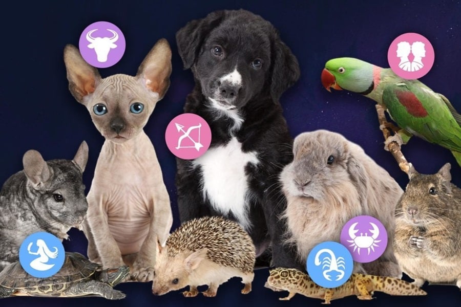 What Your Pet's Zodiac Sign Reveals About Their Personality