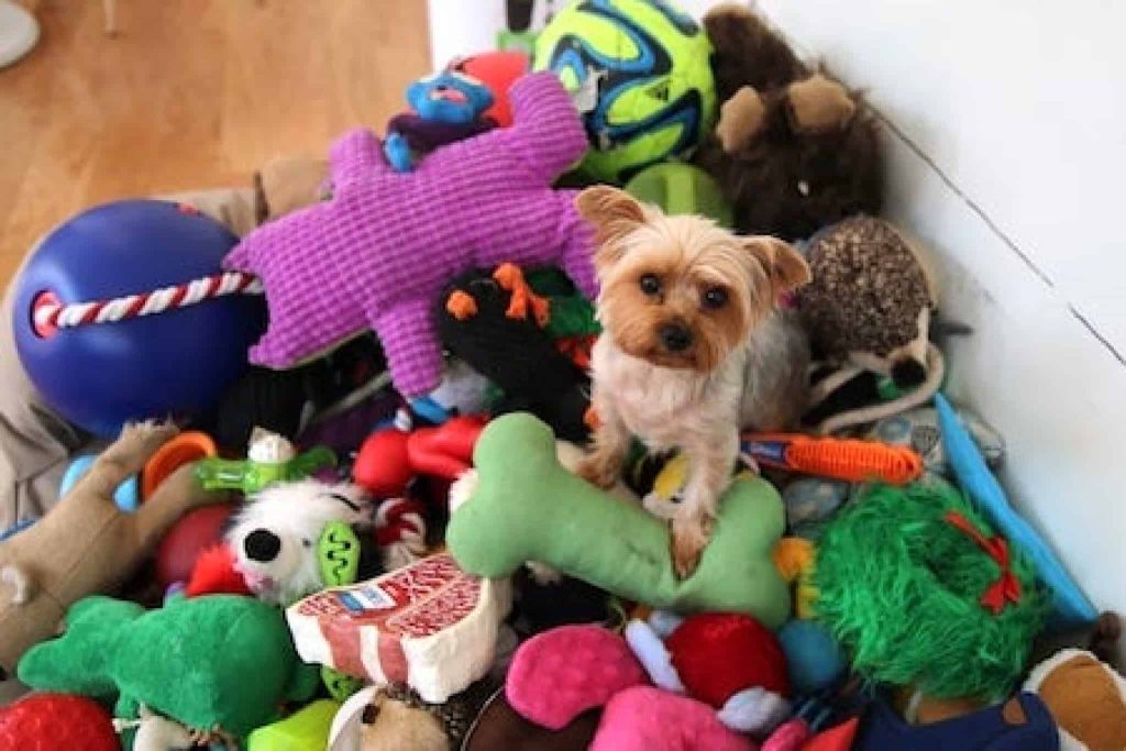 Money-Wasting Pet Products You Need to Stop Buying Now