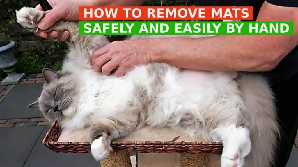 Genius Hacks to Prevent Your Longhaired Cat's Fur from MattingGenius Hacks to Prevent Your Longhaired Cat's Fur from Matting