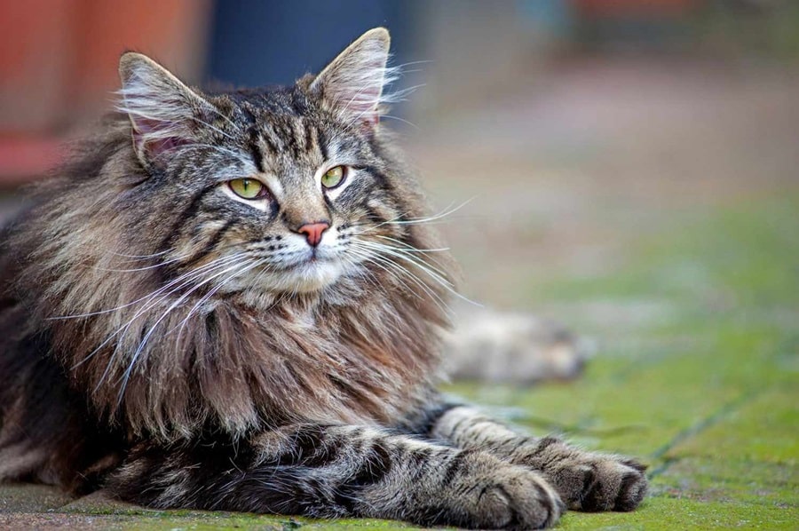 Genius Hacks to Prevent Your Longhaired Cat's Fur from Matting
