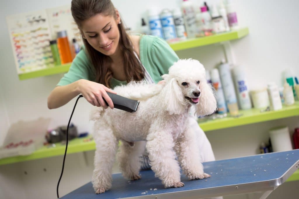 Essential Dog Grooming Techniques