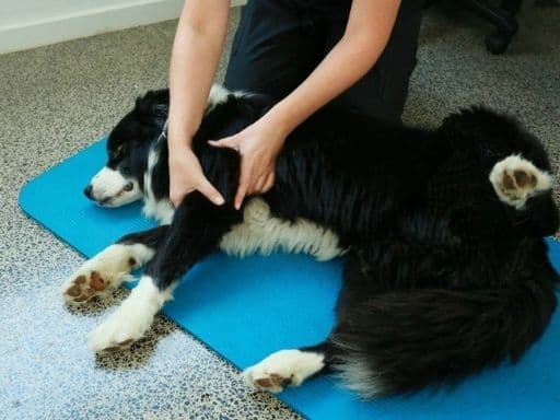 Managing Canine Arthritis For A Pain-Free Life