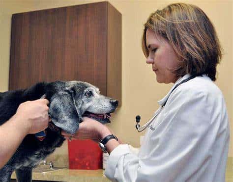 How to Keep Your Senior Dog Healthy As They Age