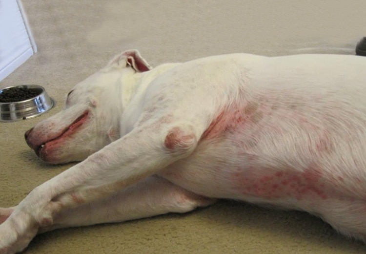 Early Detection: Recognizing Signs of Illness in Dogs