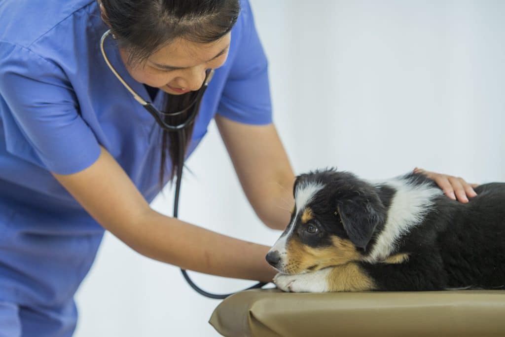 Early Detection: Recognizing Signs of Illness in Dogs
