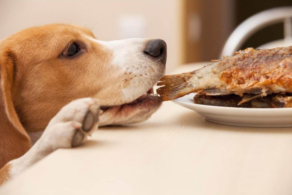 Canine Cuisine: Exploring Dog Diet Trends