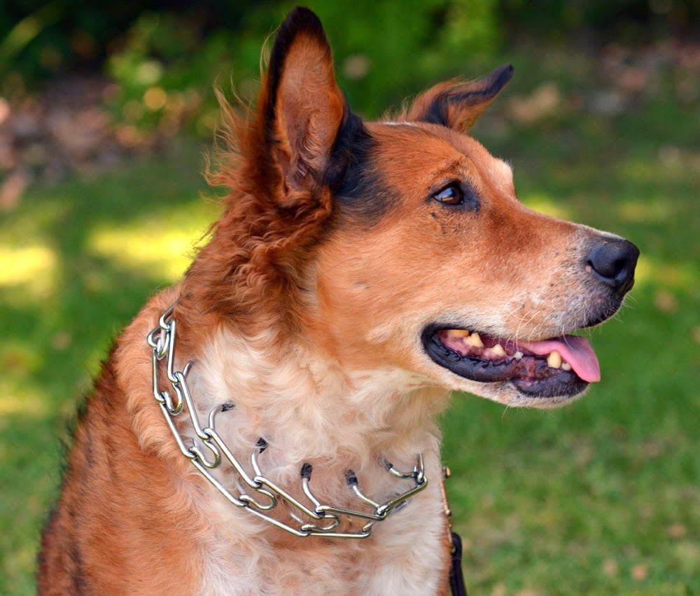 Harnesses vs Collars: The Shocking Truth for Dog Owners