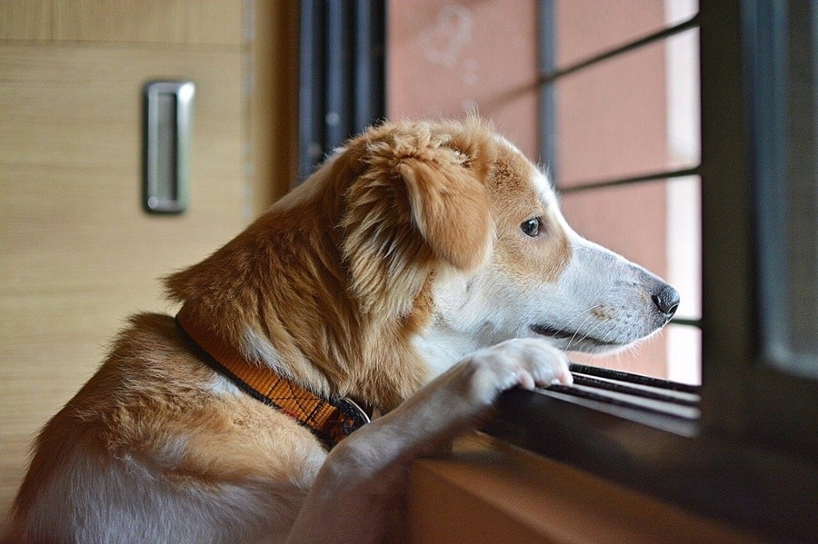 How to Handle Your Dog's Separation Anxiety