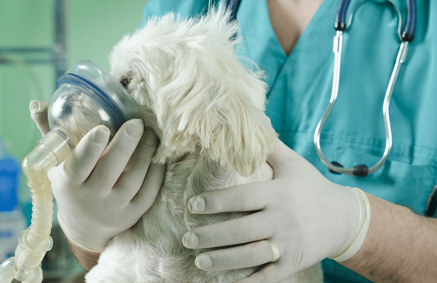 What You Should Know About Canine Respiratory Disease