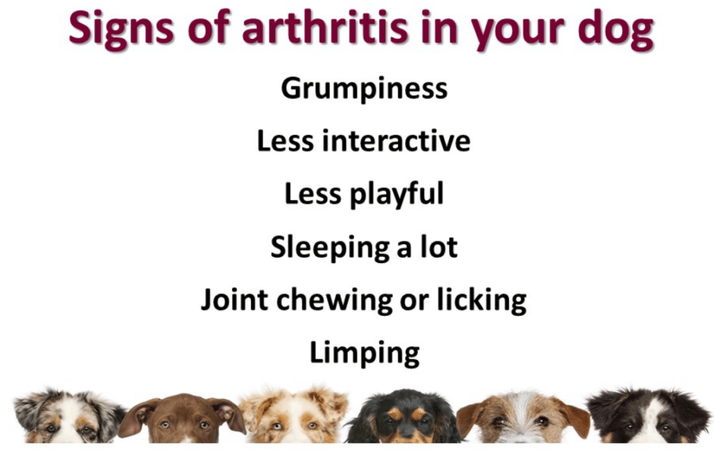 Managing Canine Arthritis For A Pain-Free Life