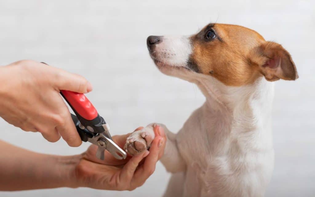 Essential Dog Grooming Techniques