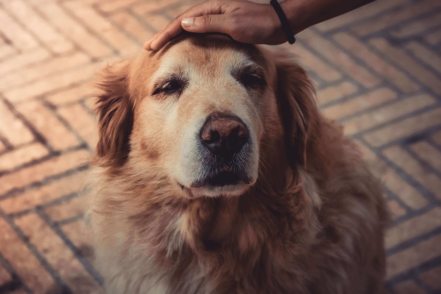 How to Keep Your Senior Dog Healthy As They Age