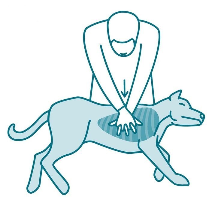 Essential Dog First Aid Tips