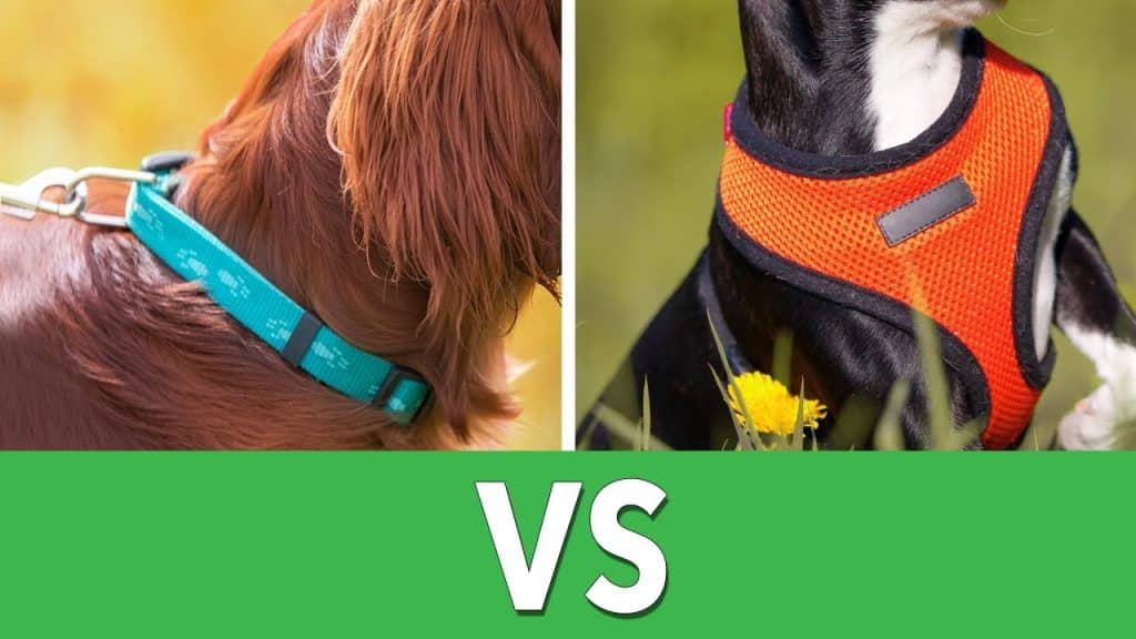 Harnesses vs Collars: The Shocking Truth for Dog Owners
