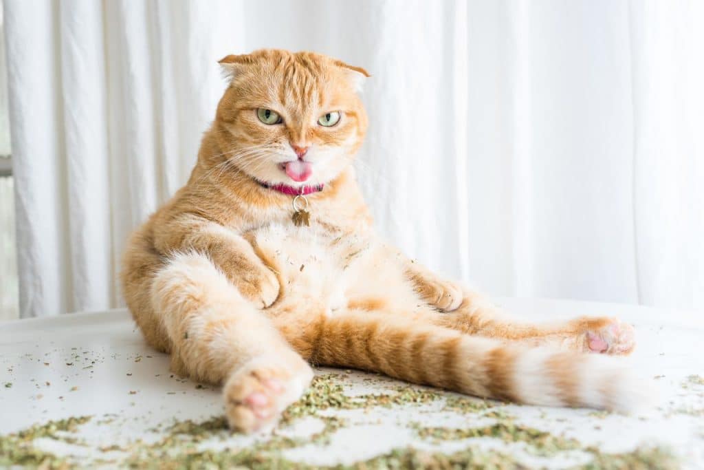 Why Do Cats Love Catnip?