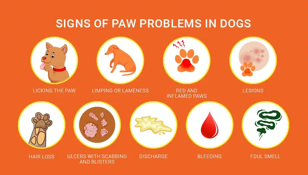 Guide To Caring For Your Dog's Paws