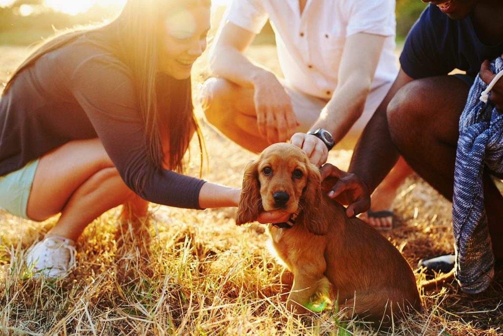 What Your Dog Really Needs For Optimal Health