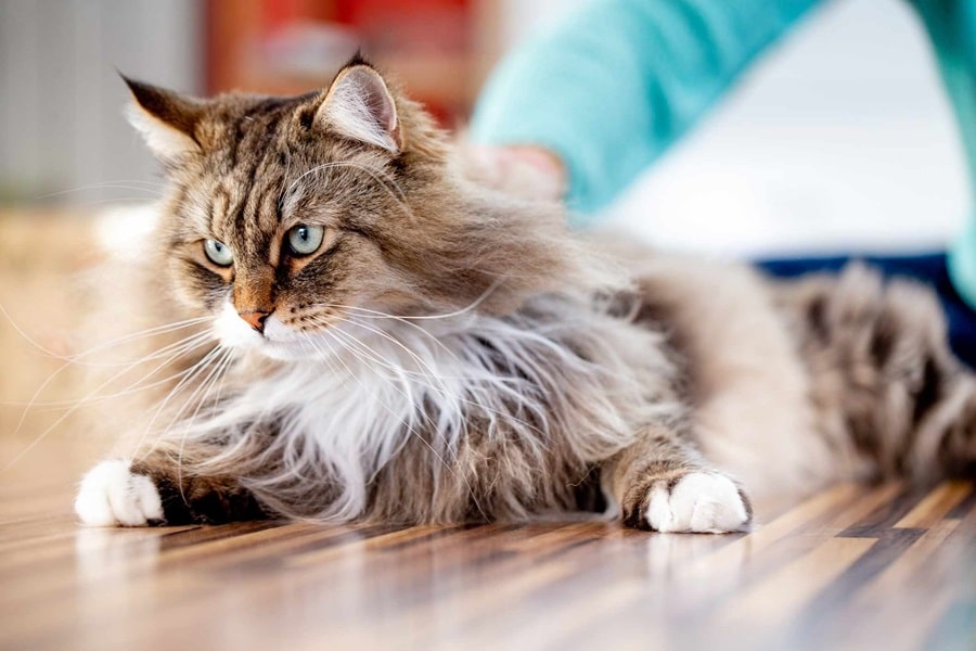 Common Digestive Issues In Cats
