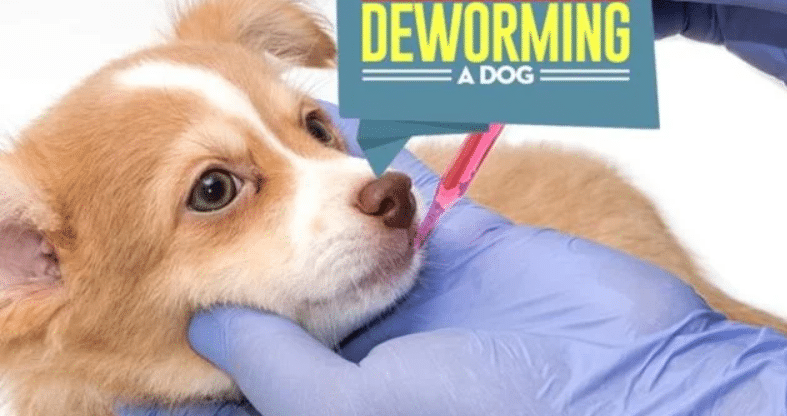 Dealing With Common Digestive Issues in Dogs