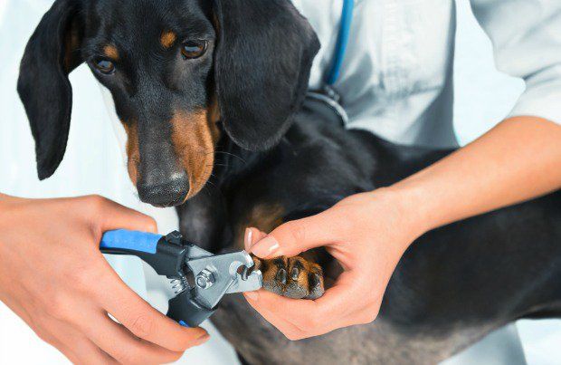 Guide To Caring For Your Dog's Paws