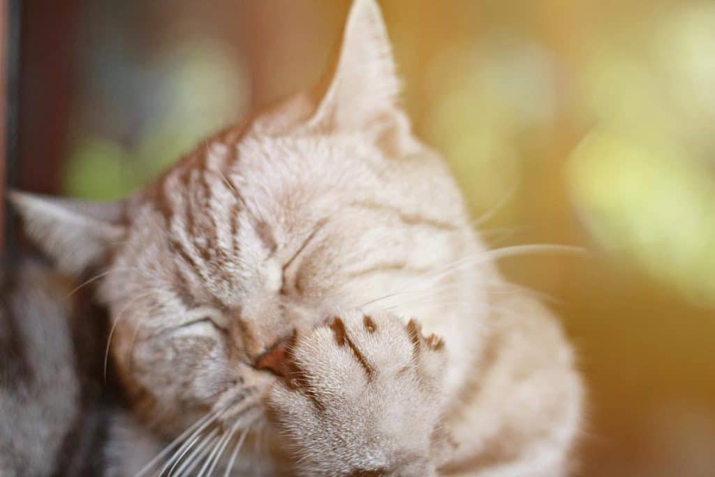 The Truth About Cat Allergies: Myths, Facts, and Solutions