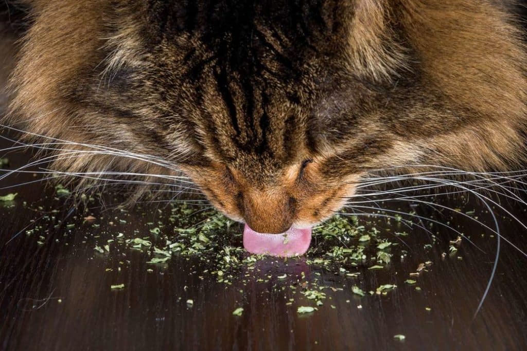 Why Do Cats Love Catnip?