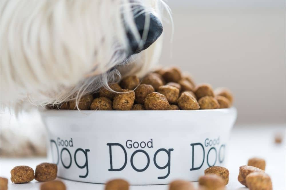 What Your Dog Really Needs For Optimal Health