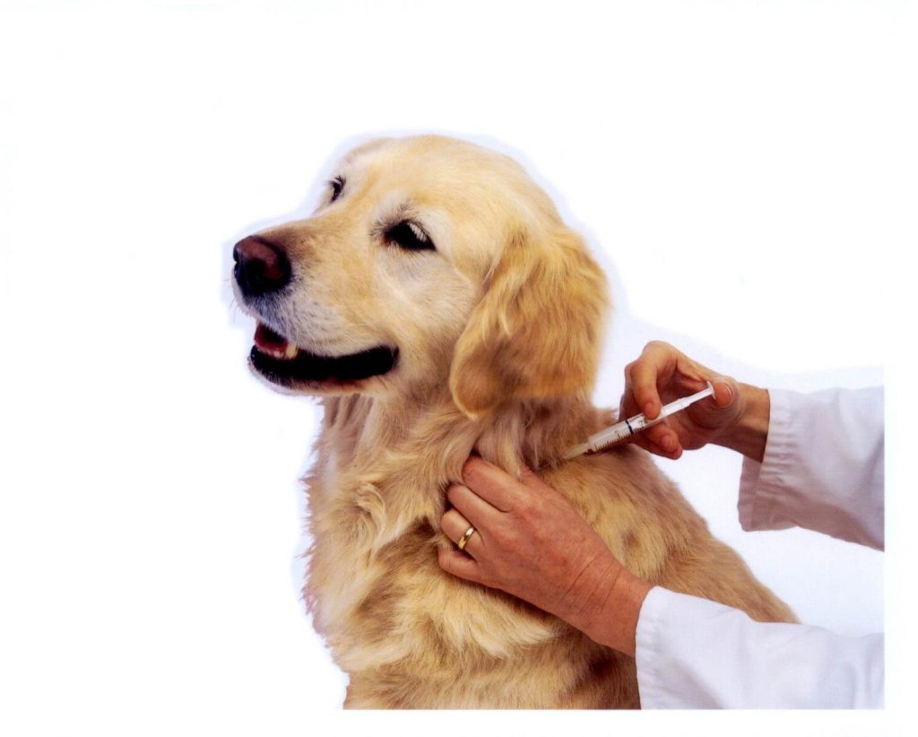 Understanding Dog Vaccinations and Health Checks