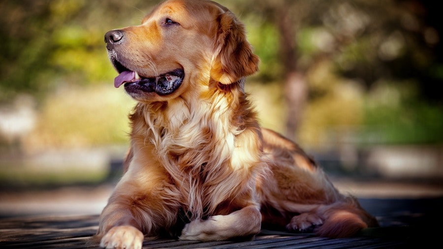 Rare Dog Diseases: Awareness and Prevention Strategies