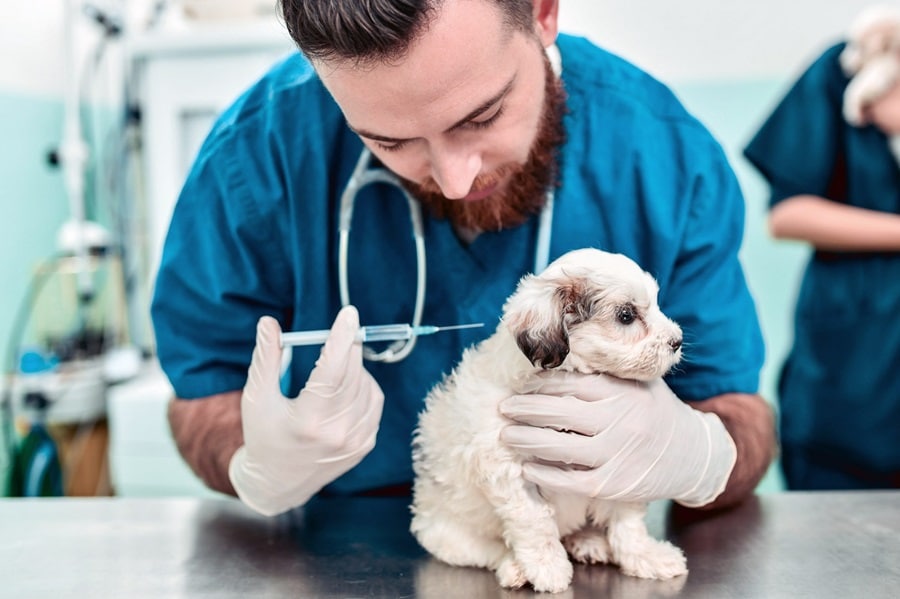 Understanding Dog Vaccinations and Health Checks